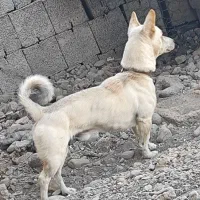 پاکوتاه فروشی