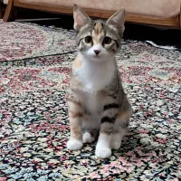 گربه ماده