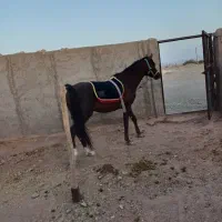 اسب نر دره شوری اصیل جوون خیلی زیبا وآرام|اسب و تجهیزات اسب‌سواری|ایوانکی, |دیوار