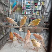 پرنده فروشی