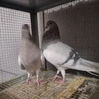 خرقه روس نقره ای