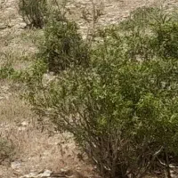 کاه گندم وجو داس بر
