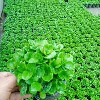 فروش سبزه نارنج