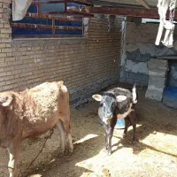 ماده|حیوانات مزرعه|شادگان, |دیوار