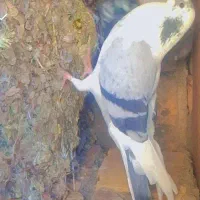 کبوتر|پرنده|بیرجند, |دیوار