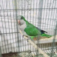 راهب ماده بالغ|پرنده|مشهد, مهدی آباد|دیوار