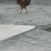 خروس محلی درجه یک