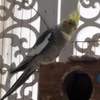 یه جفت عروس هلندی نر و ماده کار داده
