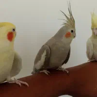 نرو ماده عروس هلندی با جوجه