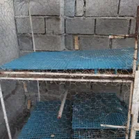 قفس مرغ وخروس وپرنده