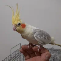 عروس هلندی سخنگو|پرنده|تهران, سبلان (لشگر)|دیوار