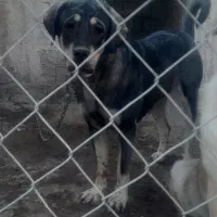 بعلت جمع آوری|سگ|خوی, |دیوار