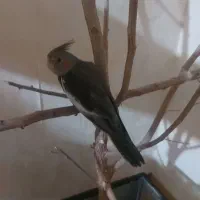 عروس هلندی گم شده