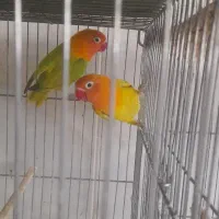 مولد عروس هلندی کو توله|پرنده|قم, علی آباد سعدگان|دیوار