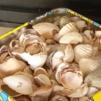 آکواریم و صدف و باکس گل|ماهی|تهران, پونک|دیوار