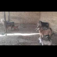 بره نر وماده گوسفند بز