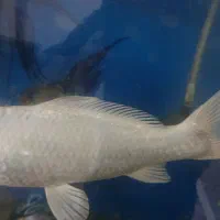 شاه ماهی کوی