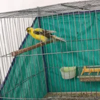 قناری نر|پرنده|اراک, |دیوار