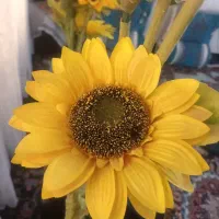 گل زیبای آفتاب گردون