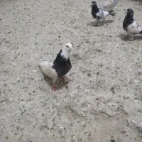 کبوتر