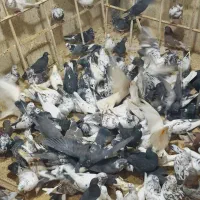 کفتر تهرانی|پرنده|خمینی‌شهر, |دیوار