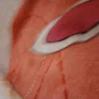 دنبال کاردرخانه خودم هستم