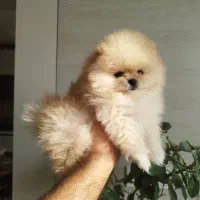 سگ کوچولوی پامر خرسی دختر