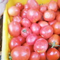 گوجه فرنگی