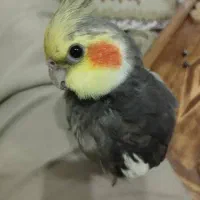 چهار عدد عروس هلندی سینامون مارلیک هستم