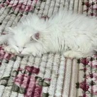 گربه بریتیش لانگ هیر|گربه|کرج, عظیمیه|دیوار