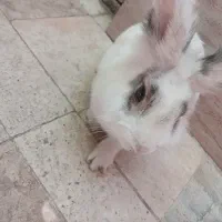 خرگوش