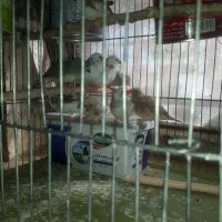 فنچ‌‌‌مولد