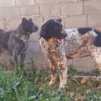 واگذاری سگ قدرجونی خاسگری