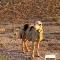 بره قوچی میش