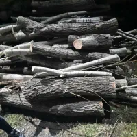 خریدار چوب درخت با بالاترین قیمت نقد نقد درمحل شما|خدمات باغبانی و درختکاری|سنقر, |دیوار