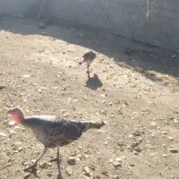 یک جفت بوقلمون ماده|حیوانات مزرعه|رامیان, |دیوار