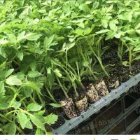 فروش نهال گوجه فلفل و بادمجان دانسته