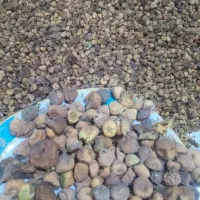 فروش دوتن شاه انجیر سایز متوسط پاک شده|عمده‌فروشی|میمند, |دیوار