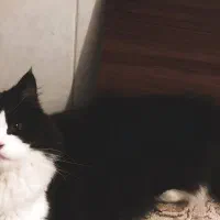 گربه نر پرشین اصیل جهت جفت گیری|گربه|یزد, |دیوار