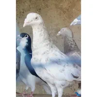 کفتر پرنده
