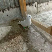 کفتر وبوم|پرنده|مشهد, نوید|دیوار