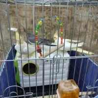 عروس هلندی