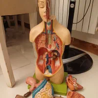 ماکت بدن انسان