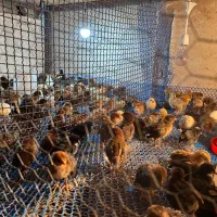 آکواریوم و جوجه مرغ|حیوانات مزرعه|یزد, |دیوار