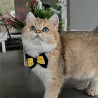 گربه های نر برای جفتگیری|گربه|تبریز, |دیوار