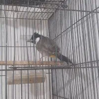سهره خرما گ. م . شده