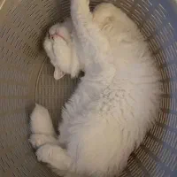 گربه بیریتیش لانگ هیر|گربه|قم, شاه ابراهیم|دیوار