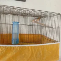 قناری|پرنده|فولادشهر, B7|دیوار