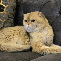اسکاتیش بریتیش گلد نر