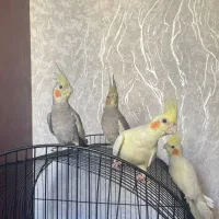 عروس هلندی|پرنده|رشت, چمارسرا|دیوار